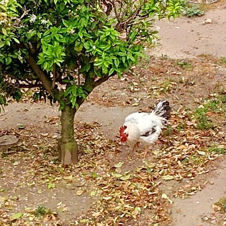 La Caseta Del Pitxo Deltebre Eksteriør bilde